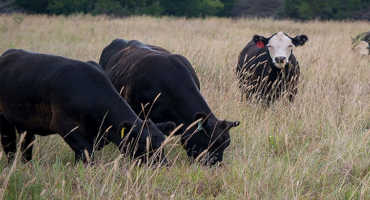 Beef Cattle Nutrients Enter New Seasonal Concerns