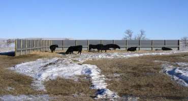 Don’t Discount the Need for Vitamin A and E in Beef Cows During Winter