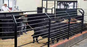 Ways to Capture the Marketing Value on Calves