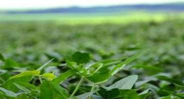 Double Crop Soybean Recommendations