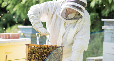 Gov’ts support Man. beekeepers