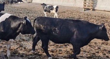 2020 Beef Sired Progeny From Dairy Cows