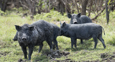 Feds fund feral swine control 
