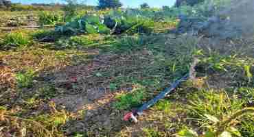 Drip Irrigation can Save Energy and Money