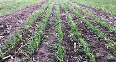 Tips for Late Planted Wheat