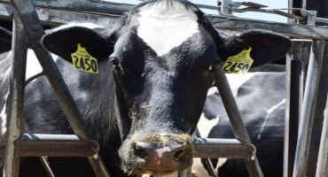 Removing Cows from the Dairy Herd During Changing Market Conditions
