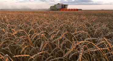 Wheat Market Looks Beyond Record Stocks To U.S., Russian Crop Woes