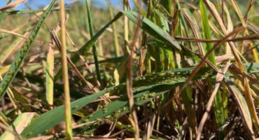 Aphids in Small Grain or Grass Forage Fields