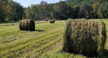 Fall Forage Management