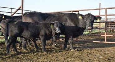 Weaning Weight Adjustment Tool Helps Producers Determine Cow Herd Productivity