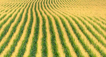 Climate Change Sets Drought Trap for U.S. Corn — Study