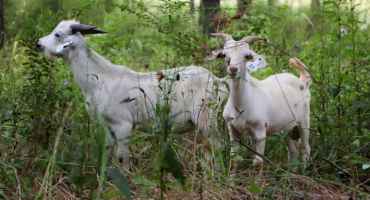Forage Quality in Sheep and Goat Production