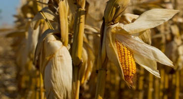 China Could Be Looking to Import More Corn
