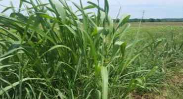 Use Caution when Grazing Johnsongrass after Frost