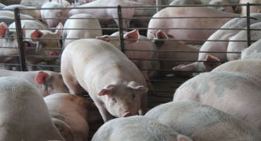 Sales Overseas Boost US Pork, Helping Defray 2020’s Challenges