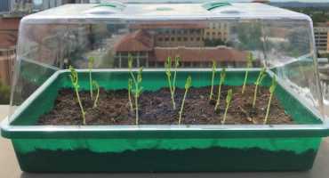 Self-Watering Soil Could Transform Farming