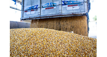 Grain prices on U.S. election days