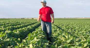 Corn and Soybean Farmers Combine Futures, Options, and Marketing Contracts To Manage Financial Risks