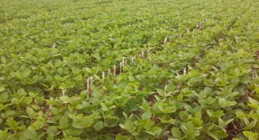 EPA Release of Dicamba Labels for Xtend Soybean Systems