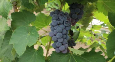 Nebraska Winemakers Optimistic Despite Low Grape Yields