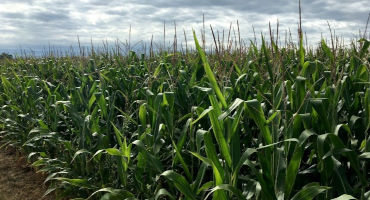 Corn and other Crops are not Adapted to Benefit from Elevated Carbon Dioxide Levels
