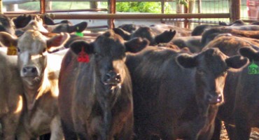 Why is 45+ Day Weaning Important for Feeder Calf Health?