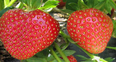 Impact of Fall Cold Injury to Strawberry Crowns on Spring Yield