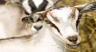 Grain Overload in Goats