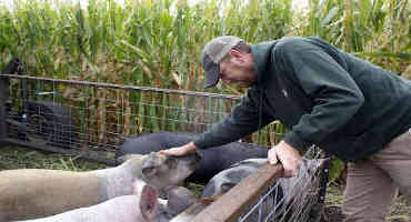 Iowa Farmer Invents 'Cluster Cluck 5000' To Bring Livestock Back To Crop Fields