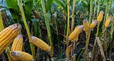 Harvesting and Handling Moldy Corn