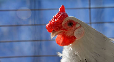 Enterococcus Co-Infection Makes Colibacillosis Deadlier in Poultry