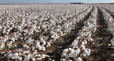 Cotton Prices Rebound, But Supplies High