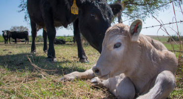 Difficult Calving may Require Help