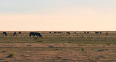 Producer Views on Patch Burn Grazing vs. Winter Patch Grazing in S.D.