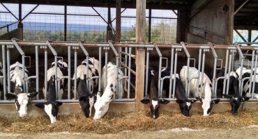 How Do Feed Costs Impact Heifer Cost of Production?
