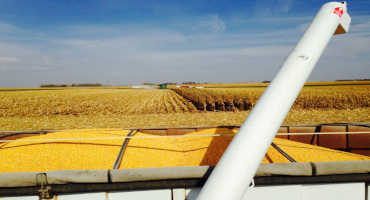 Study: Corn Exports a Major Driver of Minnesota’s Economy