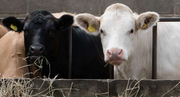 November Cattle on Feed Report Shows Sharp Decline in Placements, Inventory Up