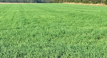 Herbicide Options for Weed Control in Small Grain Crops