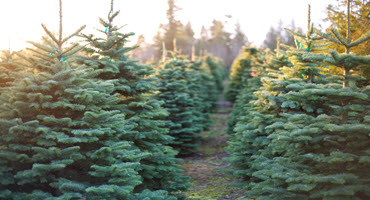 Checking in with Ontario Christmas tree growers