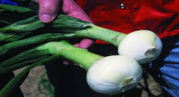 Dry Conditions Helpful for Georgia Vidalia Onion Growers