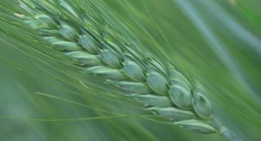 Landmark Study Generates Genomic Atlas for Global Wheat Improvement