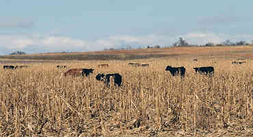 Cattle Chat: Using Crop Residue as a Beef Cattle Feed Source
