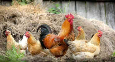 Dutch Cull 190,000 Chickens after Bird Flu Outbreaks