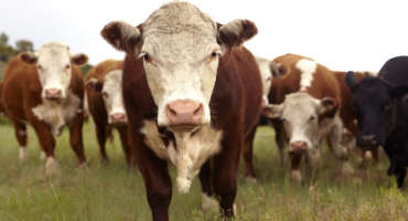 Self-limiting Feeds for Beef Cattle