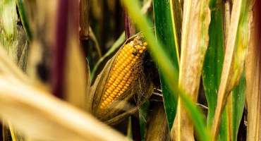 Quantifying Drought Sensitivity Changes In U.S. Maize Yields