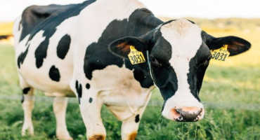 Dairy Margin Coverage Sign-up Through December 11, 2020