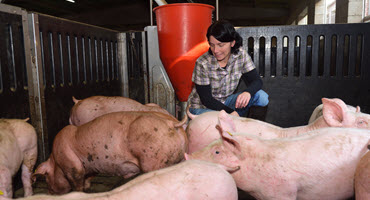Gov’t funds for hog farmers insufficient