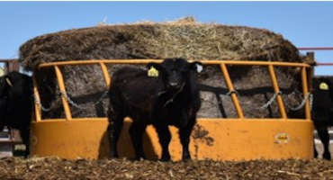 Stretching the Hay Supply this Winter