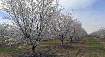Keeping California a Powerhouse of Almond Production