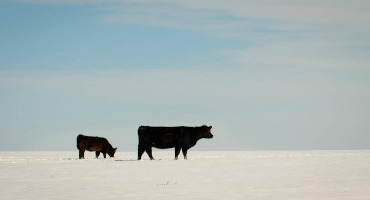 Early winter Blast Prompts Livestock Producers to Think about Cold Months ahead
